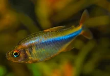 TETRA WADAI