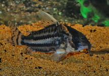 PANTSERMEERVAL PULCHRA