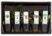 MIX van 5 potten - Cryptocoryne - AS