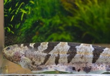 POISSON COUTEAU ELEGANS