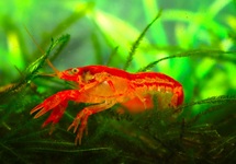 ORANGE ZWERGKREBS CPO