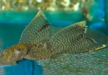 ANCISTRUS SLUIER