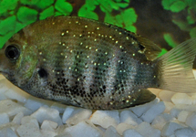 GROENE CHROOMCICHLIDE