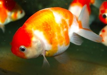 SLUIER RANCHU SAKURA