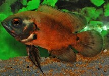 PAUWOOGCICHLIDE ROOD