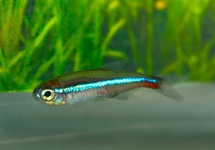 BLAUER NEON