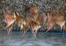 MAANVIS SANTA ISABEL