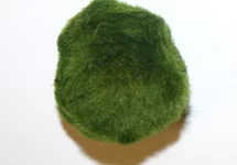Cladophora aegagropila M (3-4cm) - LA