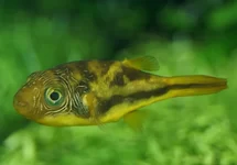 TETRAODON NAIN