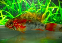 DWERGCICHLIDE VIEJITA