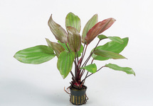 Echinodorus 'Fantasy' - PE