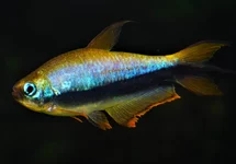 KEIZERTETRA