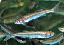 VETJE
