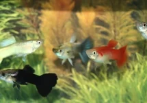 Guppy Female