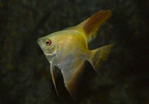 MAANVIS GROEN SEAL POINT