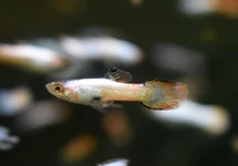 POEC. WINGEI NEON PINK WHITE MALE M