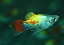 PLATY BLUE BUTTERFLY MICKEY