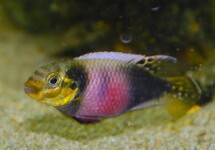 KERSENBUIKCICHLIDE MATADI