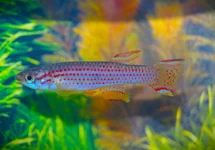 APHYOSEMION STRIATUM M