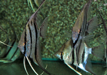 SKALAR PERU RED SPOTTED