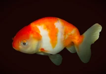 SLUIER RANCHU ROOD/WIT