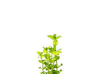 Bacopa amplexicaulis (caroliniana) in pot (p5)