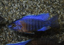 KEIZERBAARS RED FLUSH