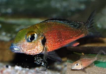 TANGANYIKA GROOTOOG ZANDCICHLIDE