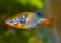 TANDKARPER DOADRIOI
