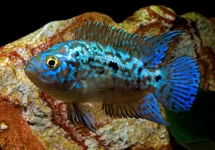 BLUE DEMPSEY CICHLIDE