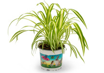 Chlorophytum comosum varuegatum (p12)