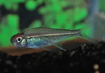 TETRA GOETHEI