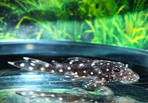 L107 BRILLIANT BRISTLENOSE PLECO