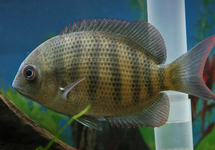 MADAGASCAR CICHLIDE MENARAMBO