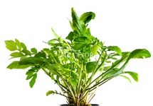 Armoracia aquatica - PE