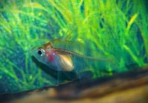 PLOEGI GLASBAARS