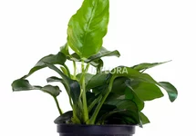 Anubias barteri var. nana - PE