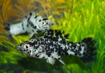 HOOGVINKARPER MARMER MIX