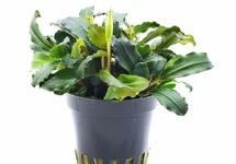 Bucephalandra 'Lamandau Mini Red' - PE