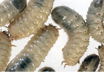 PACHNODA MARGINATA/ DOLA (BOX) 10PCS