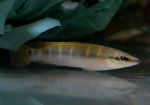 COMPRESSICEPS DWERGSNOEKCICHLIDE