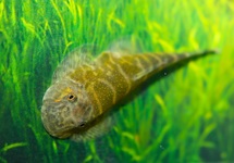 ALGENETER LEPIDOGASTER