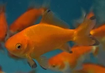 GOUDVIS WAKIN ROOD