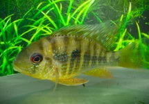 CICHLIDÉ BALZANII