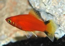 PLATY ROOD VICTORY