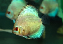 DISCUS BLAUW DIAMANT