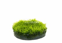 Riccardia chamedryfolia - In Vitro Cup (BEPERKT!)