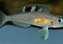 SLAKKENHUIS-CICH. KUNGWEENSIS BURTON BAY