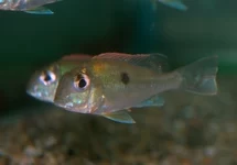 CICHLIDÉ SVENI