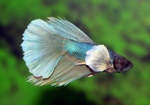 KEMPVIS SUPER DELTA DUMBO EAR MAN